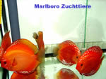 Marlboro Zuchttiere