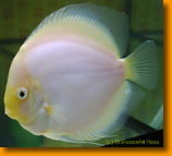 Yellow White Discus